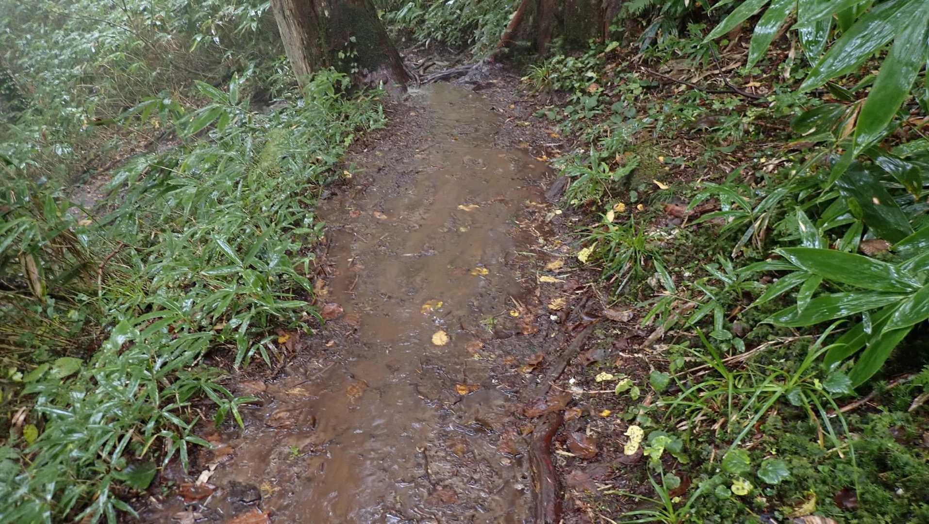 樹林帯に入ると雨足が強くなる。
当然登山道はぬかるんで歩きにくかった。