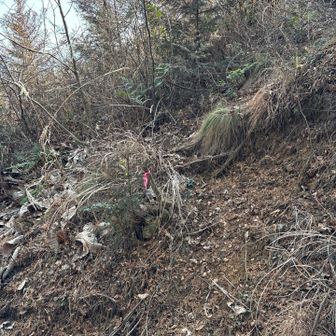 ここから登った方が、少しは道らしき所を歩けます
ピンテが目印