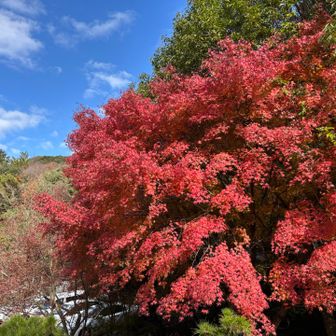 キャンプ場の紅葉🍁