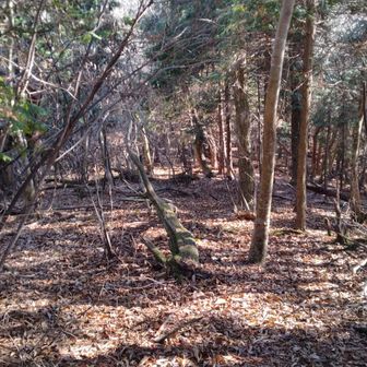 休憩後は稜線を進む。