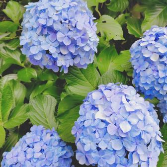 紫陽花🌸
