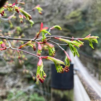 吊り橋には紅葉の蕾がたくさん

これから新緑で覆われるのが楽しみ