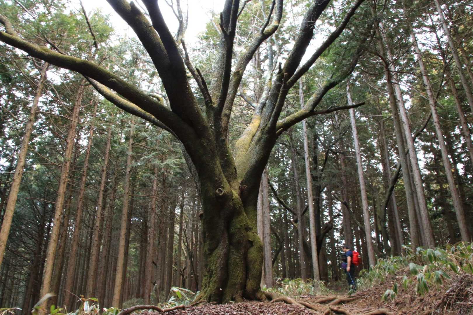 すごい立派な桜の樹
咲いたらきっと見事だろうなぁ～