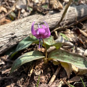 花を咲かせるまでに8年くらいかかるそうな