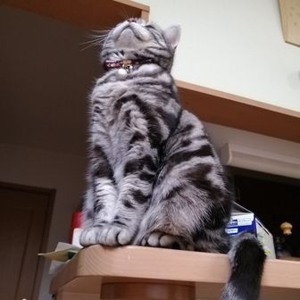 りんたん