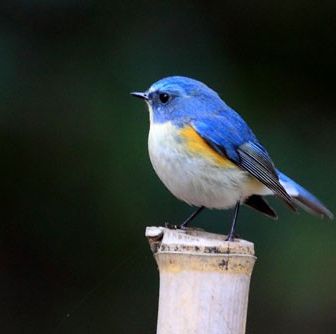 晴ボン(はるぼん)