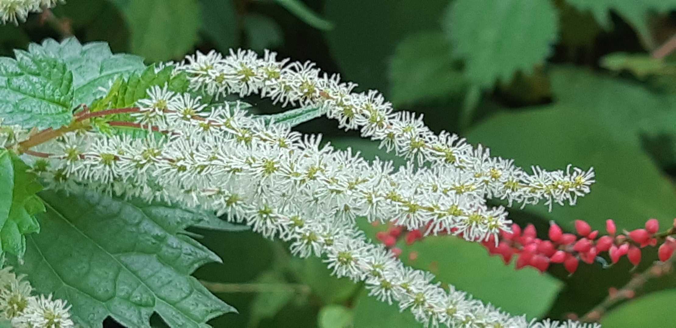 これは花？