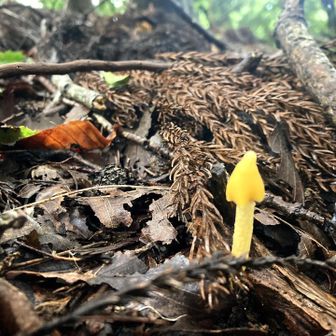 七つ目🍄‍🟫🍄‍🟫🍄‍🟫🍄‍🟫🍄‍🟫🍄‍🟫🍄‍🟫
げんきのこ♪