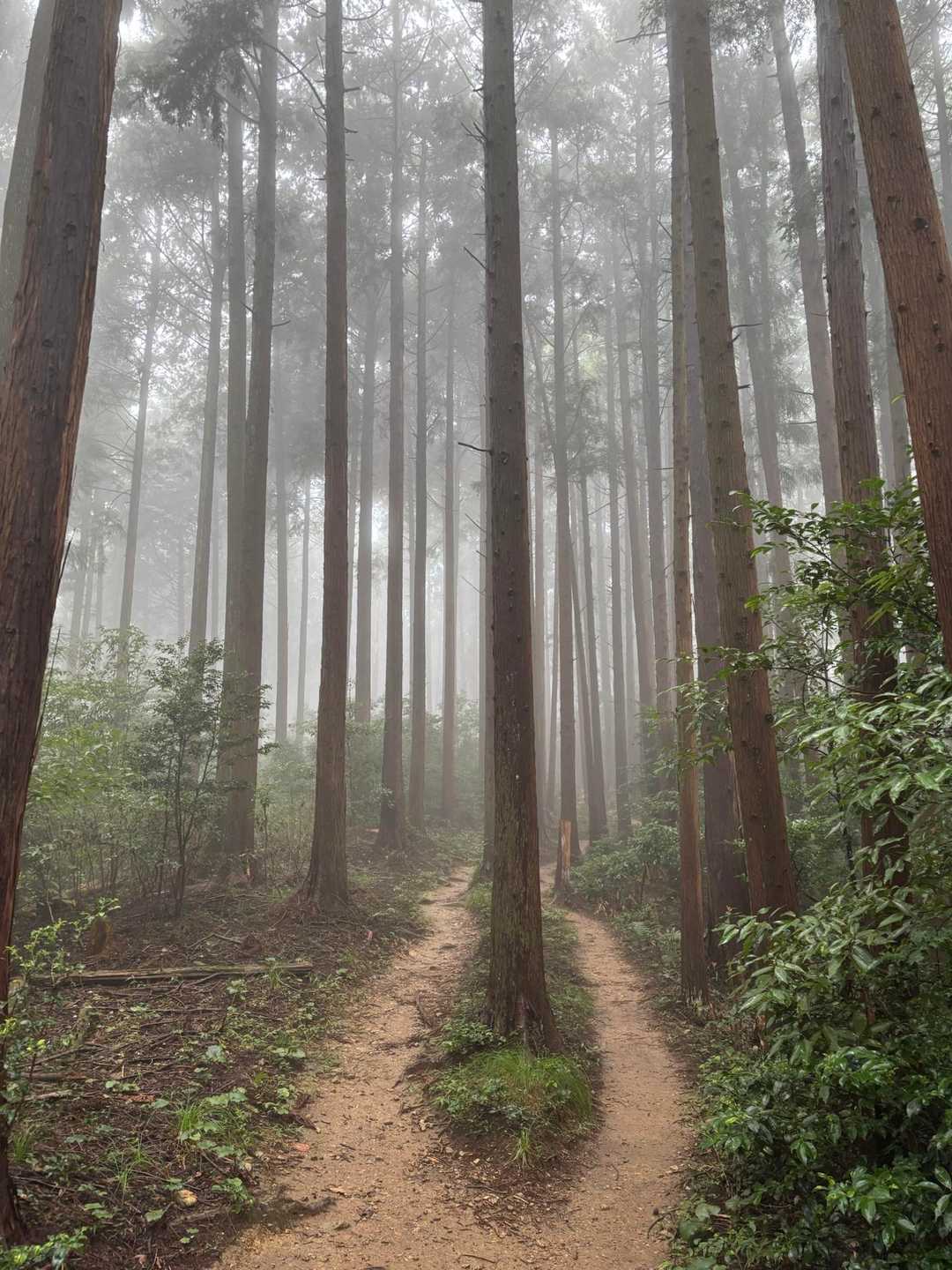 大観山-根っこ山-大高取山 往復コースの写真