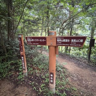 6号路方面への分岐。もちろん真っ直ぐ稲荷山コースを進みます💪
