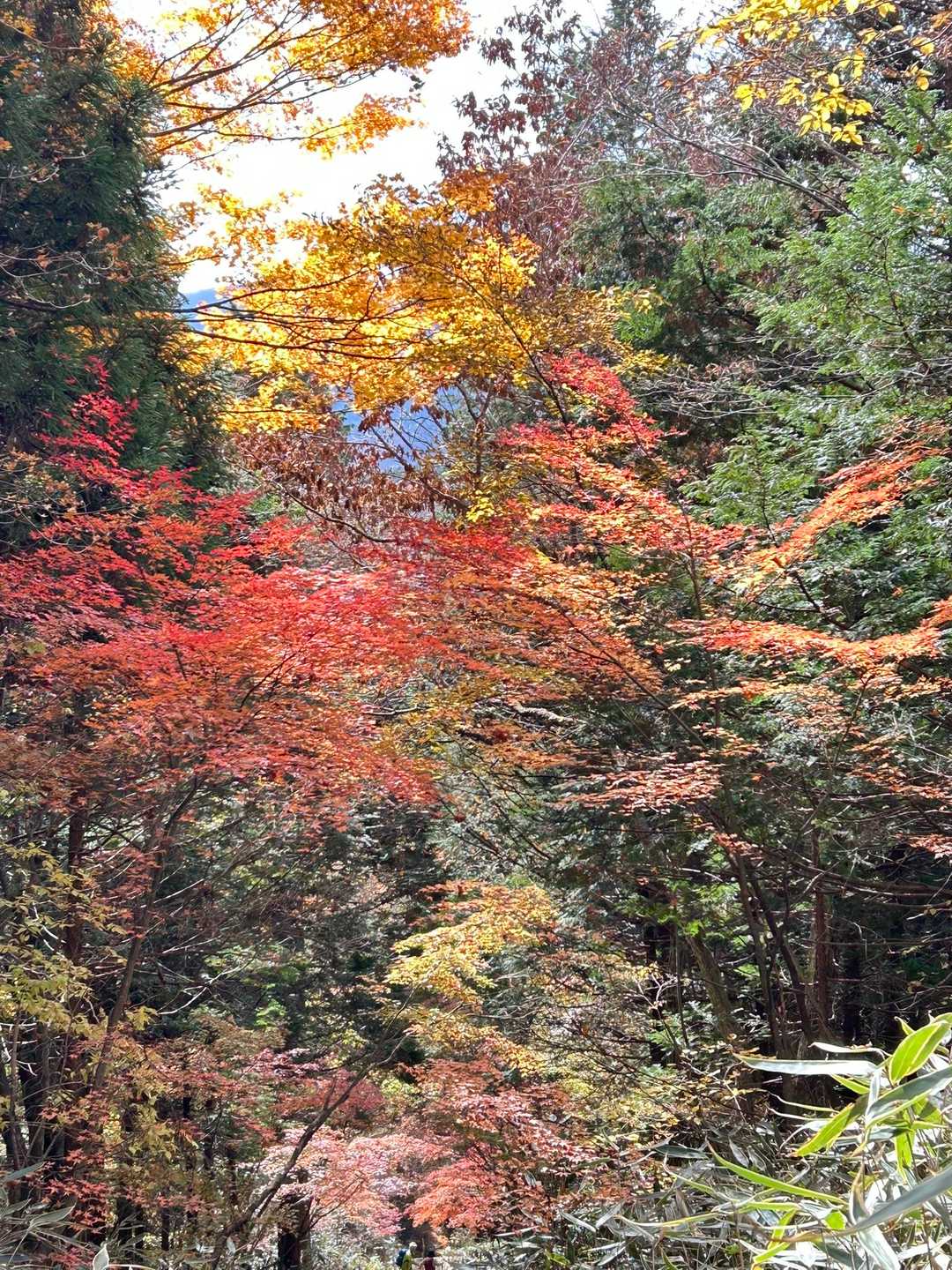 石割山 | 割れた巨岩を御神体とするパワースポットから、間近に富士山を望む稜線への写真