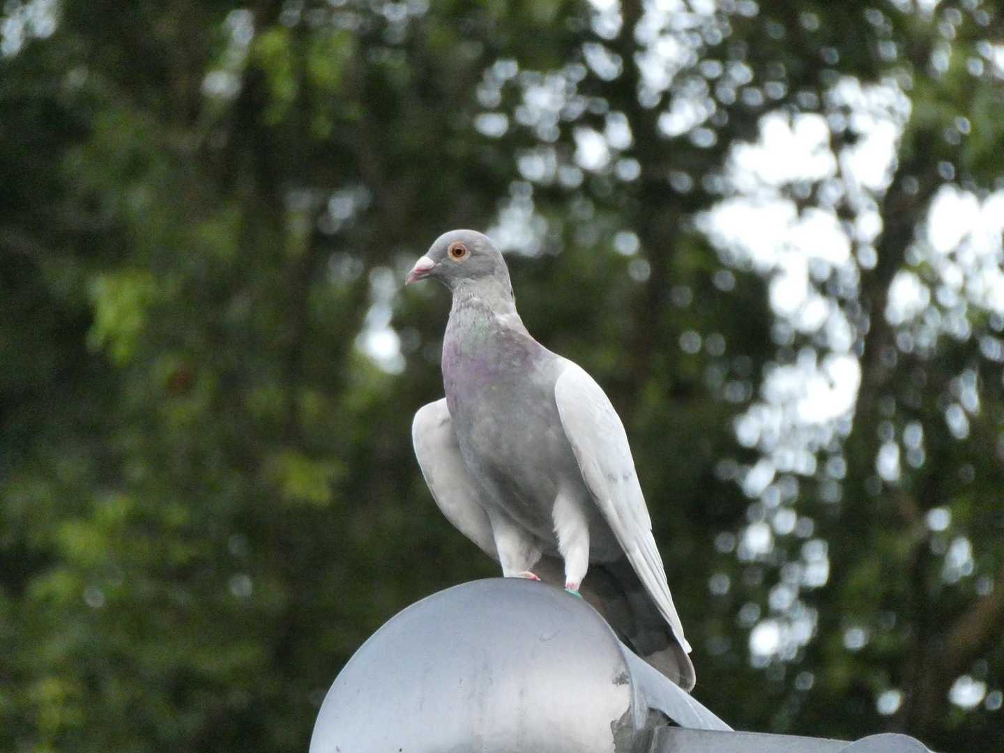 登山口でシュッとした鳩を発見🕊翼がカッコいい✨レース鳩かな？