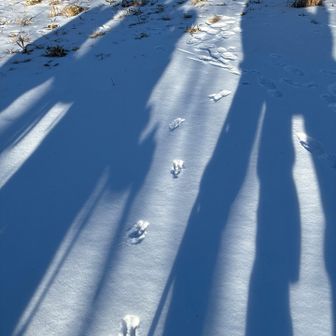 うさぎの足跡、クマは無し