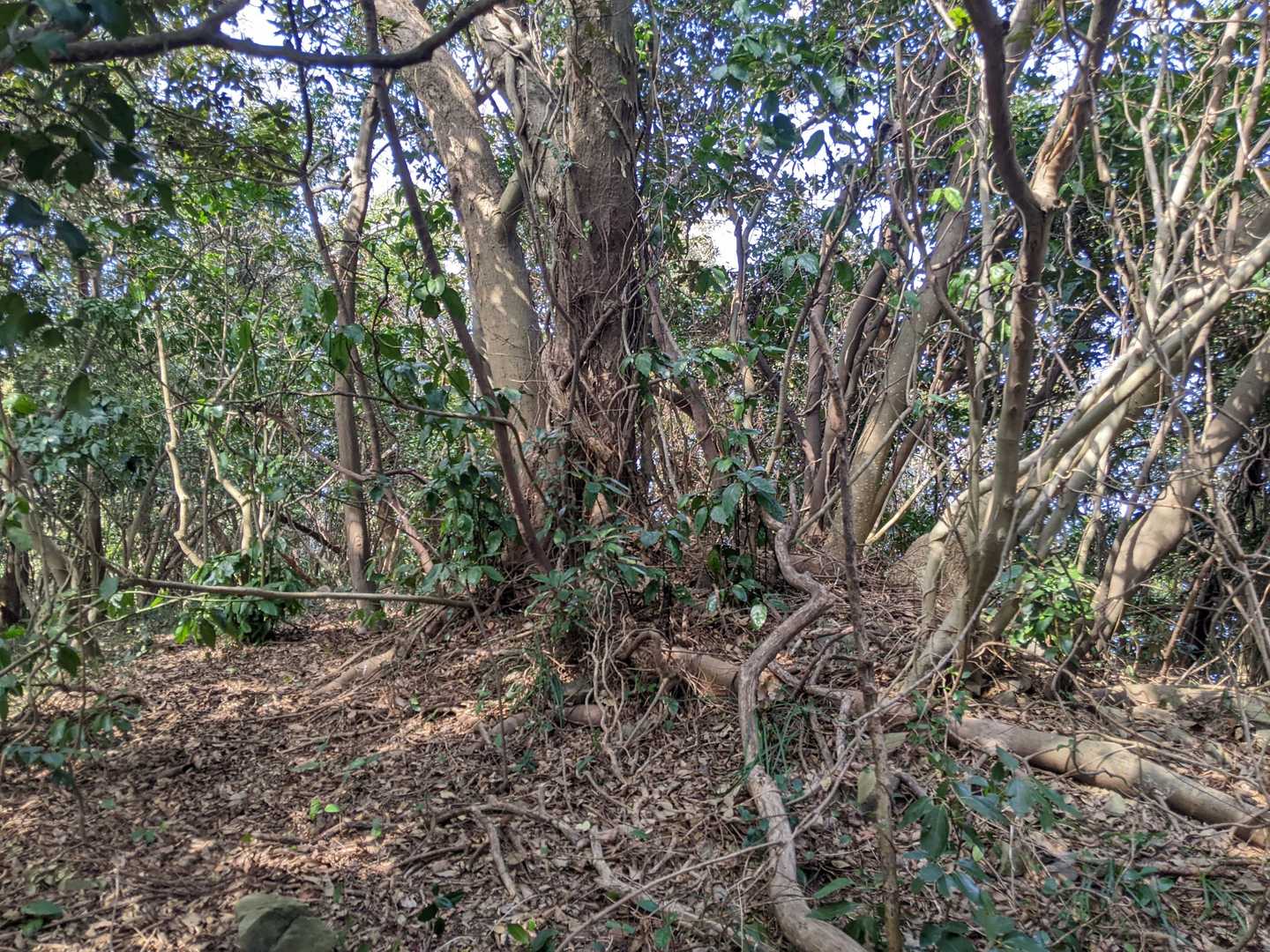猿毛山山頂⛰。
山頂標識は発見できませんでした。
眺望はありません。