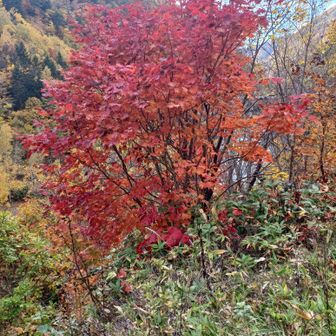 紅葉