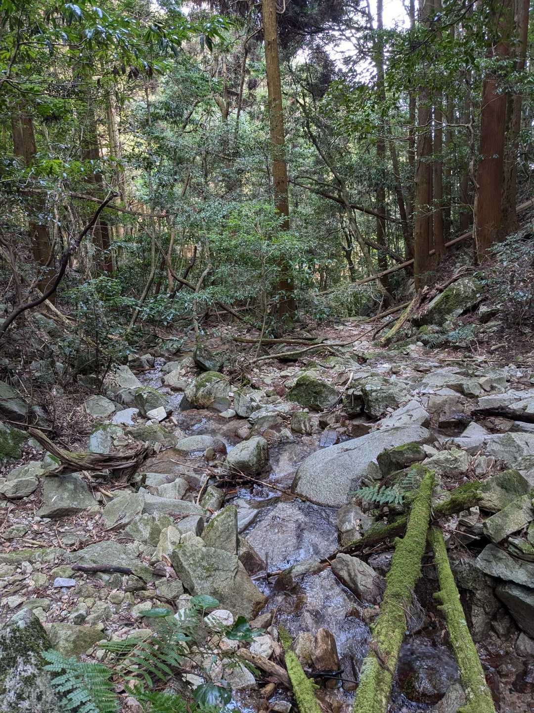 こんな沢沿いを下ります。やや難コース