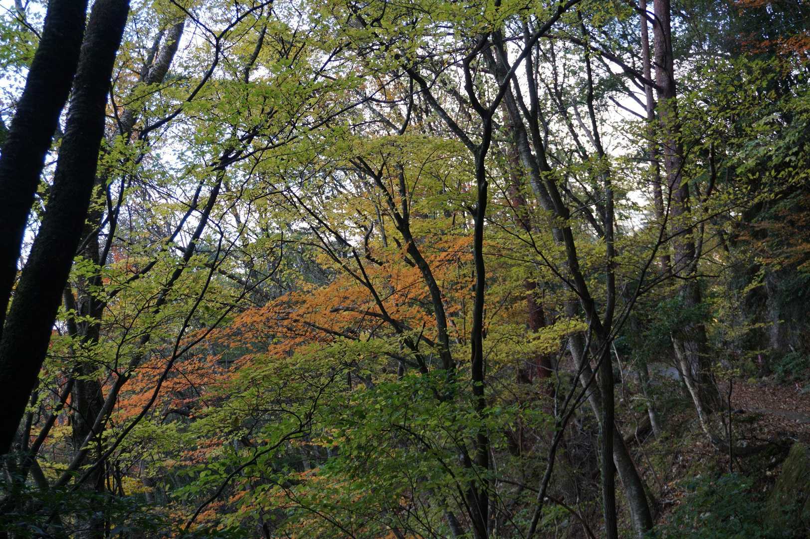 残り紅葉