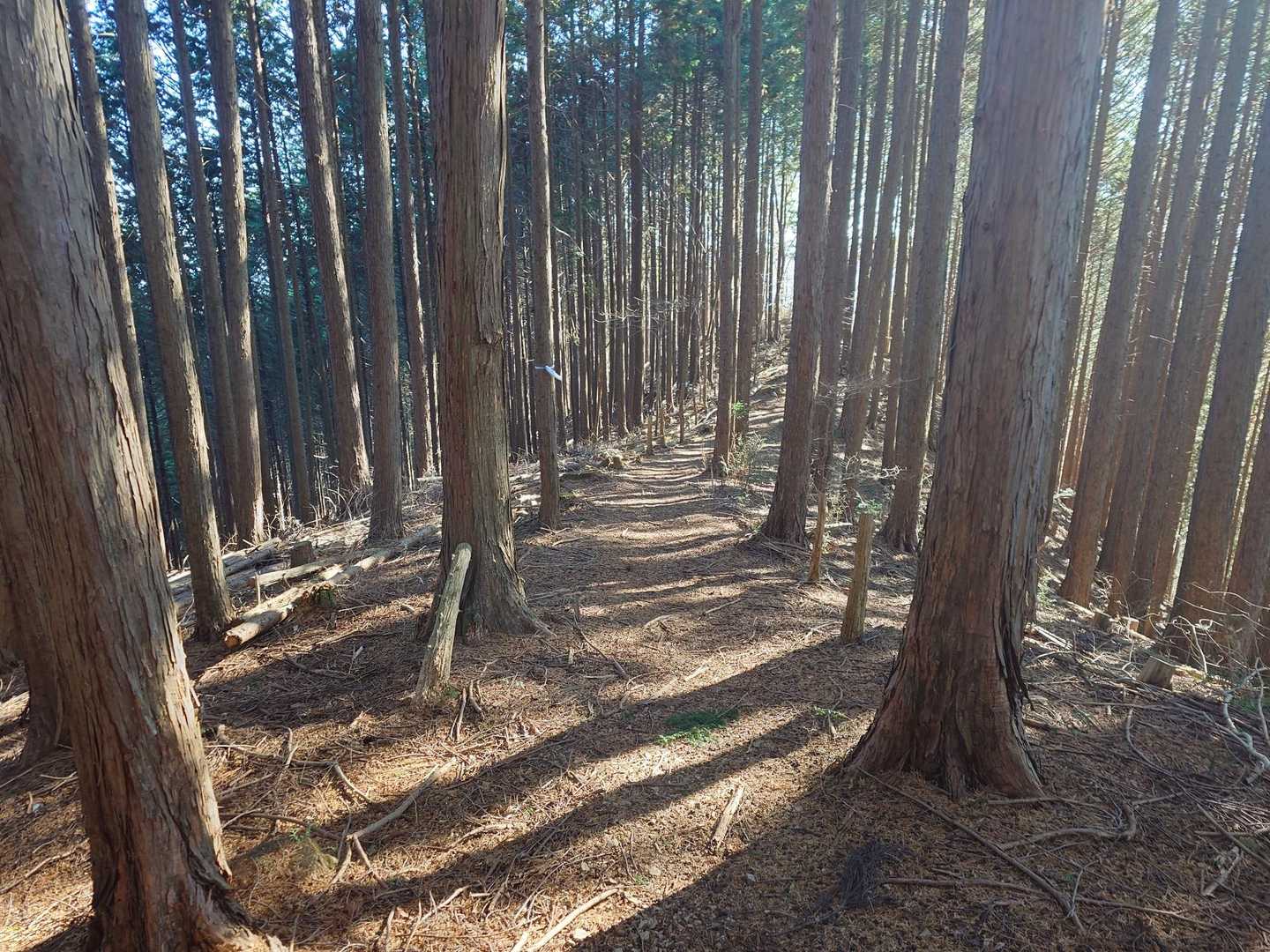笹平バス停-松生山登山口-内蔵ノ助山-払沢ノ峰-天領山-上 縦走コースの写真