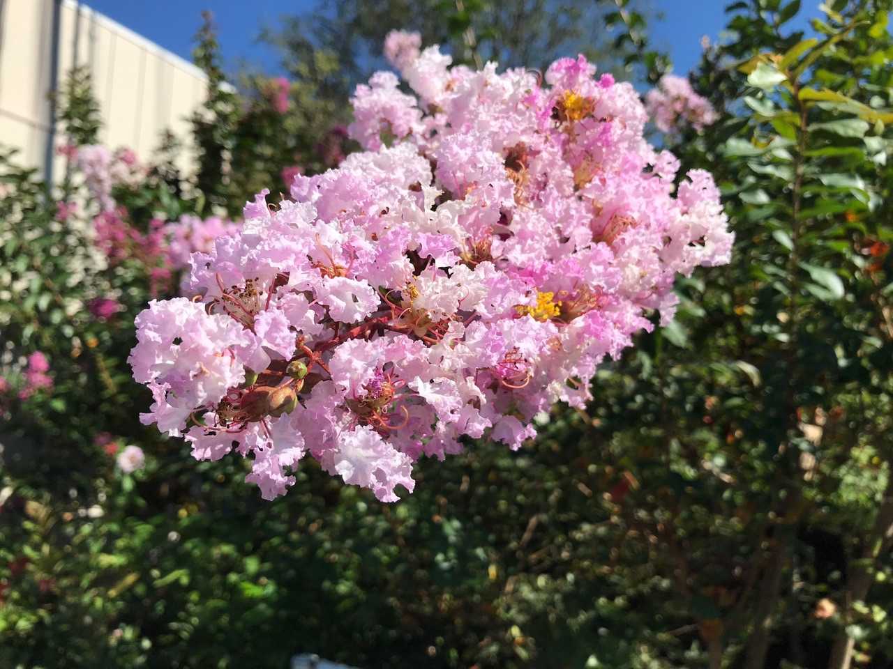 道端に咲いてました。