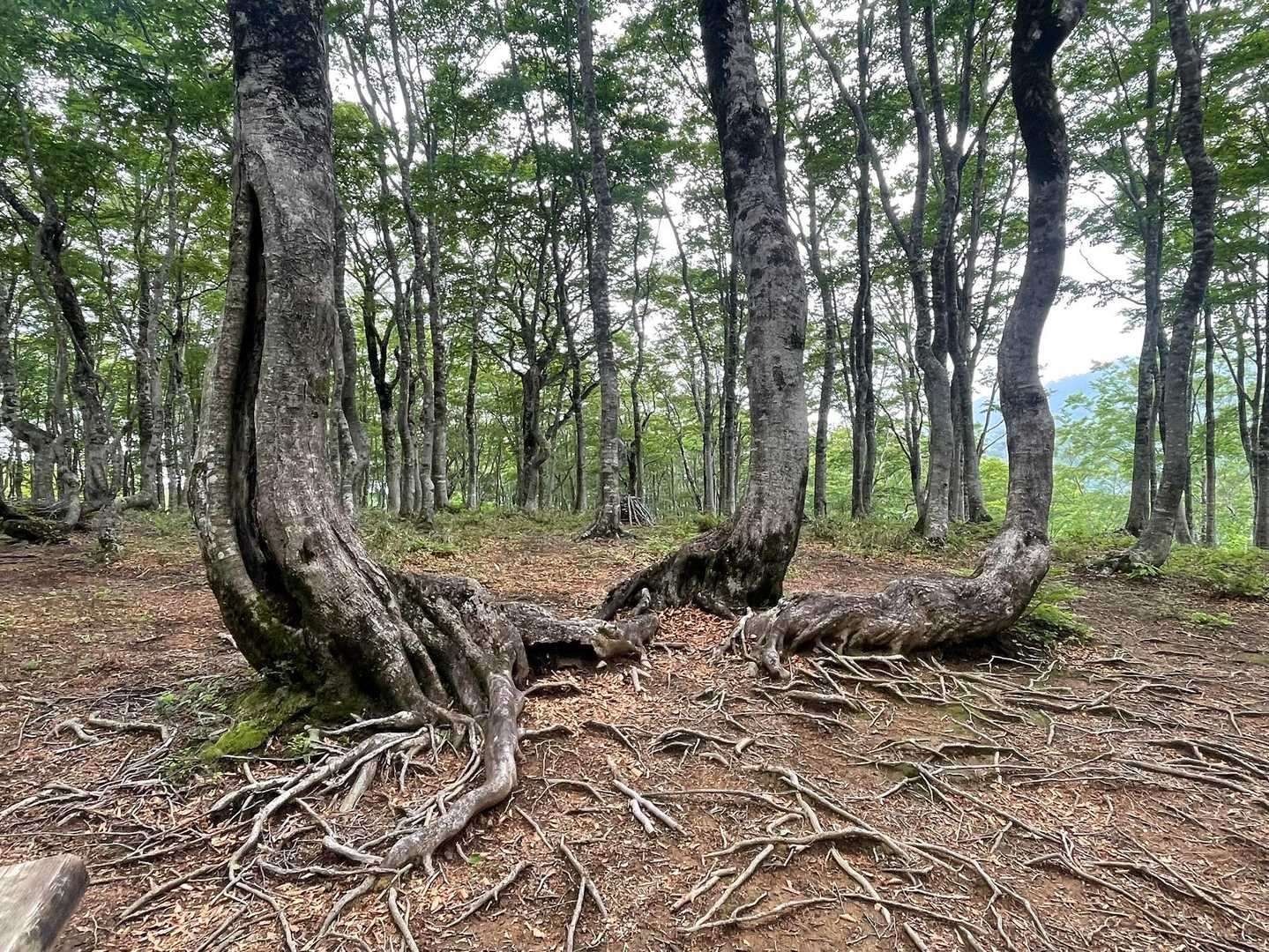 しかし、素晴らしい場所でした😀
🦕みたいな木。