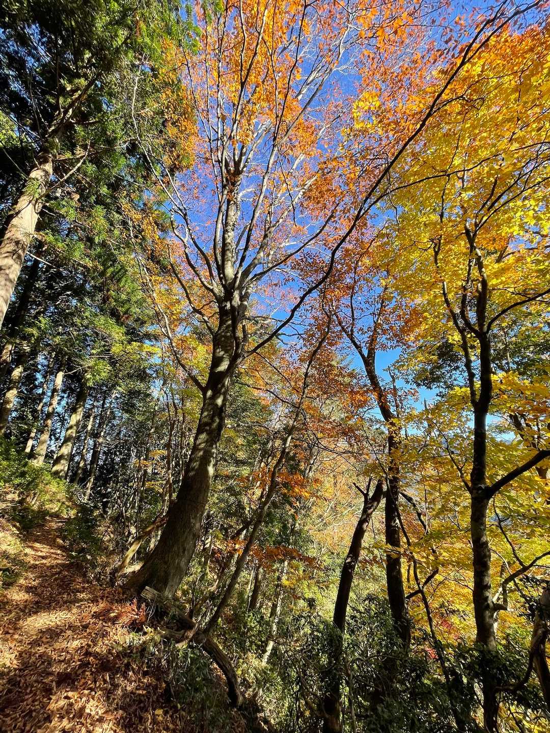 時折、絶景🍁