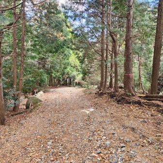 渡渉すると林道に合流