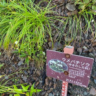 そうですか