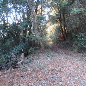 山頂から林道へ下り、少し先で左の沢へ降りる