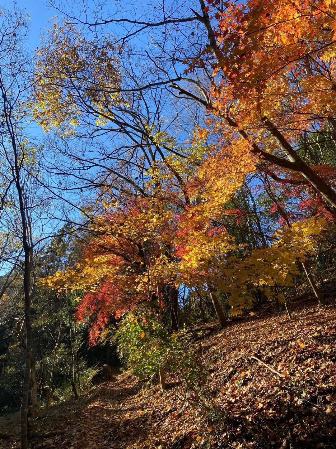 破風山-札立峠-大前山-秩父華巌前バス停-礼所前バス停-風 周回コースの写真