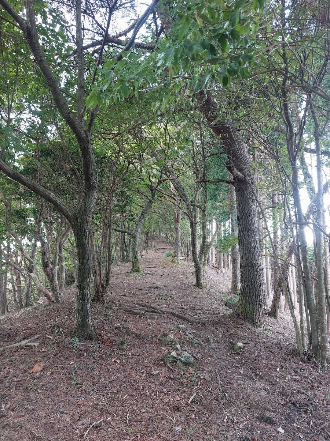 気持ちいい登山道