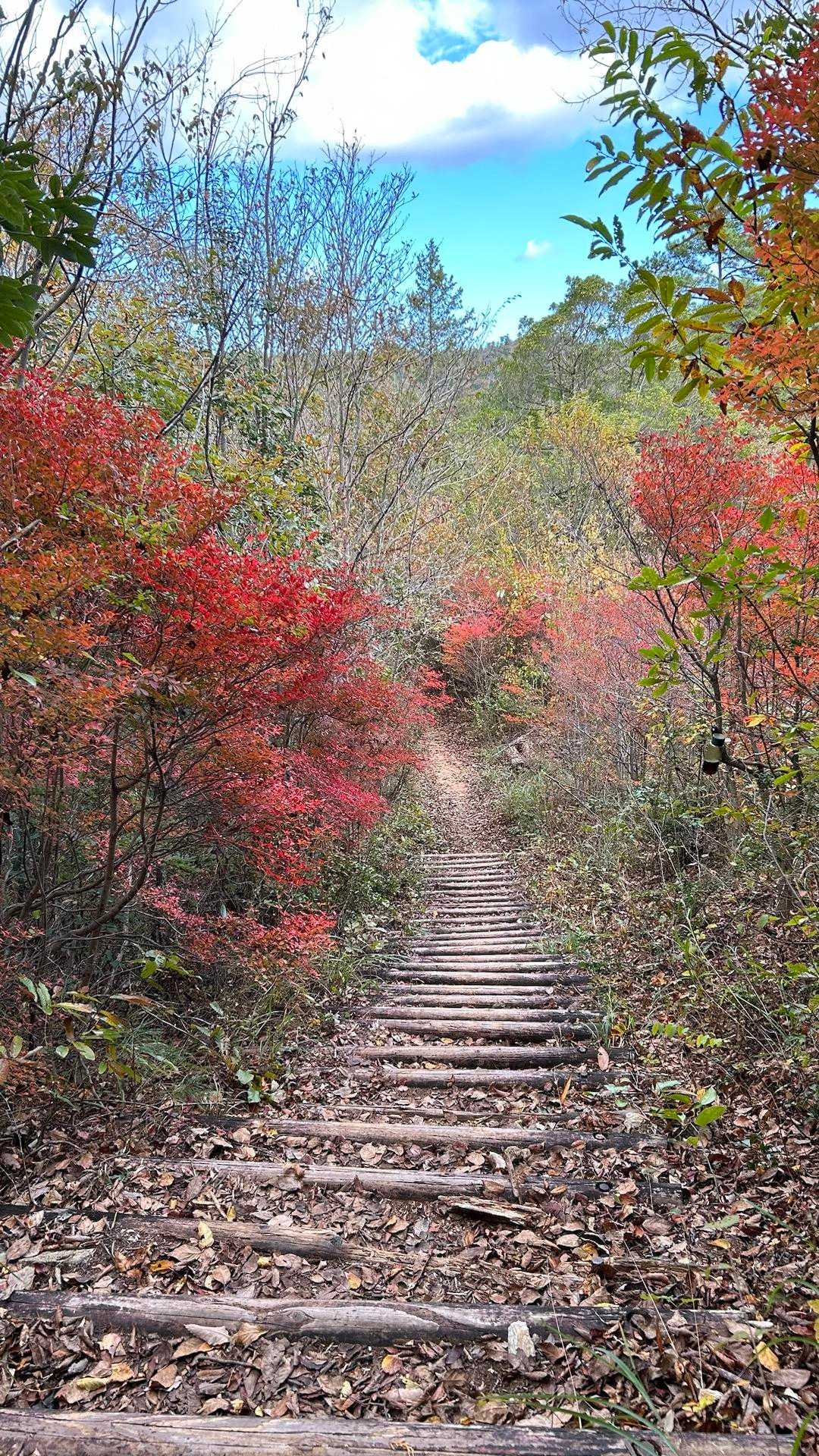高木山 周回コースの写真