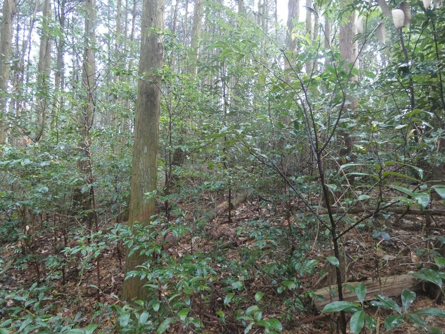 ウーン、間違ったかな🤔？
ちょっと道が不明瞭でしたが、構わず登っていくと、