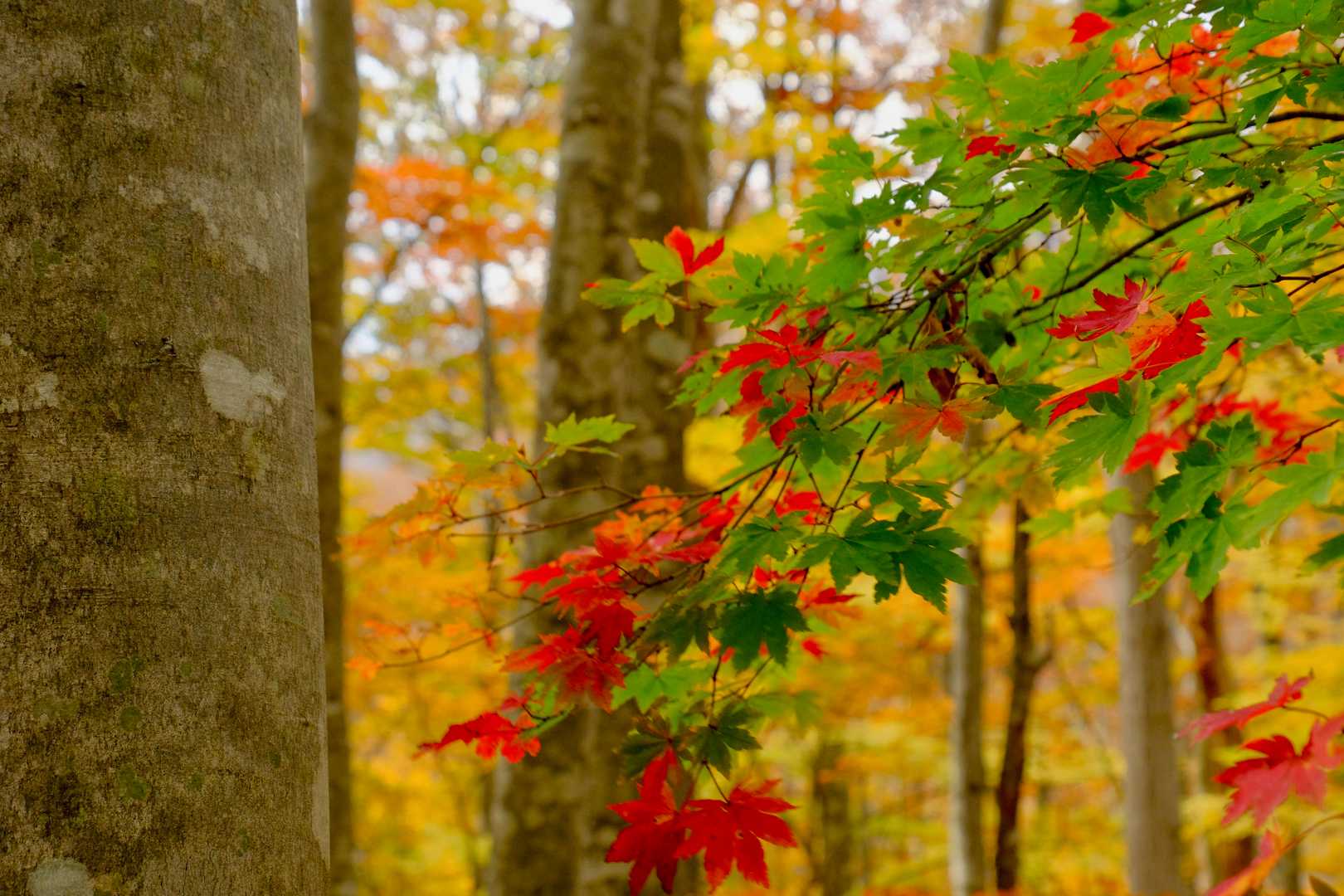紅葉しつつあるもみじ。コントラスト差がすてき。
