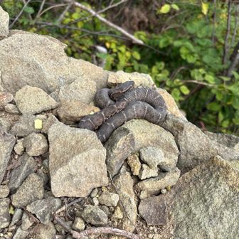 マムシ🐍お腹の子を育てるため
よく日当たりのいい場所に出てじっとしている