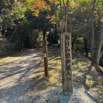 今日は滝坂の道ではなく、遊歩道です。