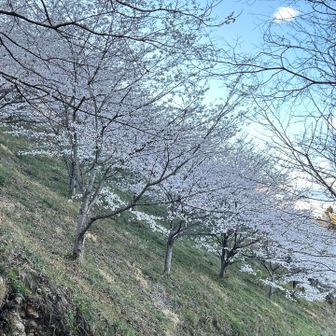 大桐へ向かう道 もうちょっと先かな花が咲くのは