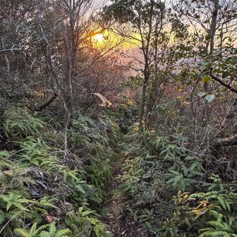 楞厳寺山の下山路。
急登ですが、シダ薮はそこまでではないと思いました。佐野山の方がひどい🤣
いずれにせよ夏は避けたい😅