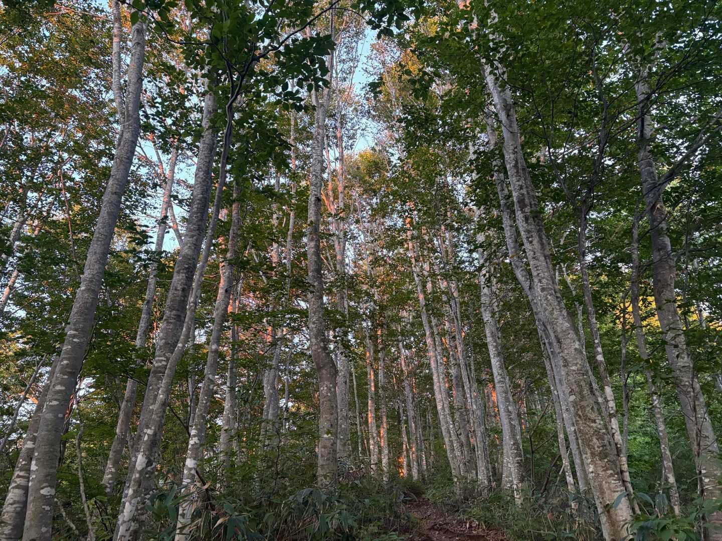 美しい樹林帯