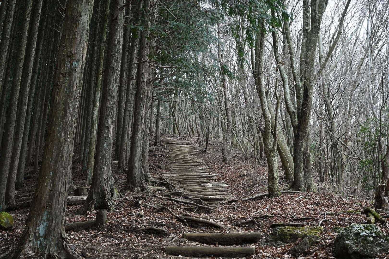 今年初の長者ヶ岳です