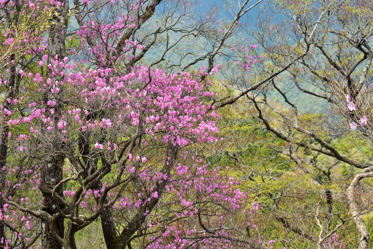 緑の中のアケボノも綺麗に見えてる様です。
