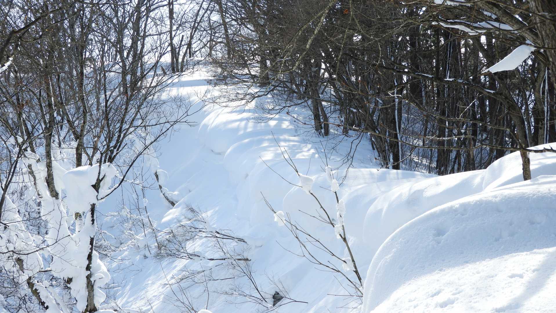 いつもの雪庇の道。まだまだ成長するはず。