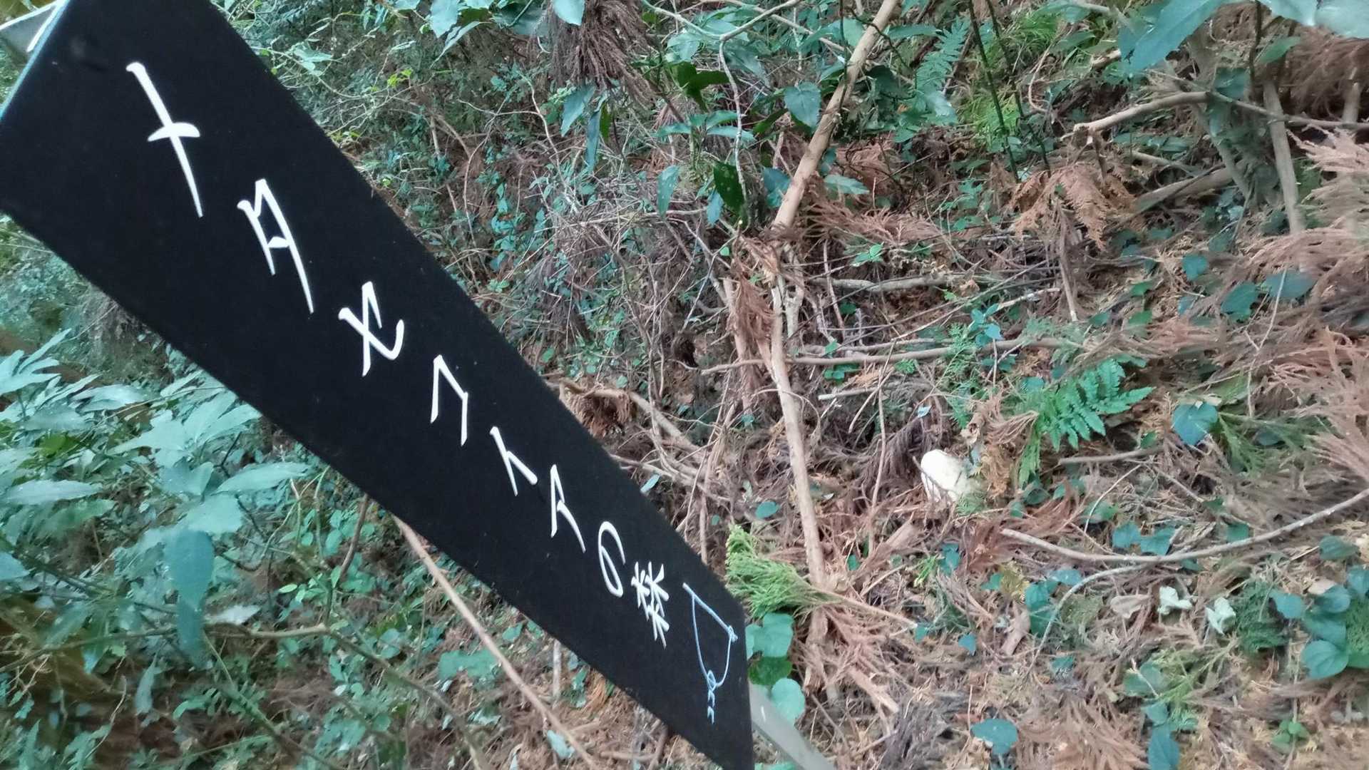 メタセコイアの森、終わり！