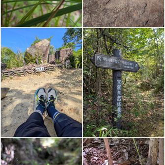 夫婦岩。

ここから中山寺奥之院を通らずに中山山頂へ。狭い所も多いので、害虫、害獣、岩、人に注意⚠️特に逆の下りでは。

女郎蜘蛛の蜘蛛の巣🕷️🕸️。
数ｍお気に抱擁して頂けます。まだ子供なのでこの小ささですが秋も過ぎると5倍大きくなります。雄は何時までも小さいまま。交尾の時期に蜘蛛の巣にやって来ます。夜這い的隙見て交尾。そして喰われる。雄は餌なのです。

マムシ🐍。