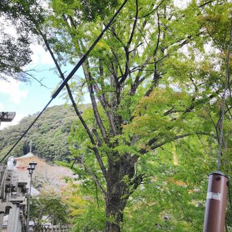 千手の公孫樹せんじゅのいちょう（仏手白果）ぶっしゅはっか

• 名前の由来: 木の枝ぶりが千手観音の手に、銀杏の形が仏様の合掌した両手に似ていることに由来します。
• 品種と希少性: 中国産の品種で、かつては宮崎県の天岩戸神社にある1本のみとされていましたが、1983年（昭和58年）に日本で2本目として発見されました。