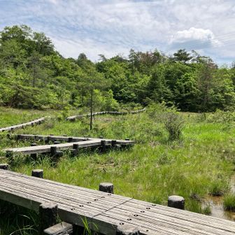 ランは見当たらない…