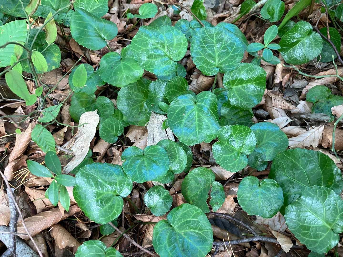 イワウチワの葉
中腹まで葉っぱ🌱がたくさんありました。🌸