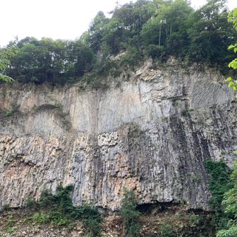 あやなぎさくら