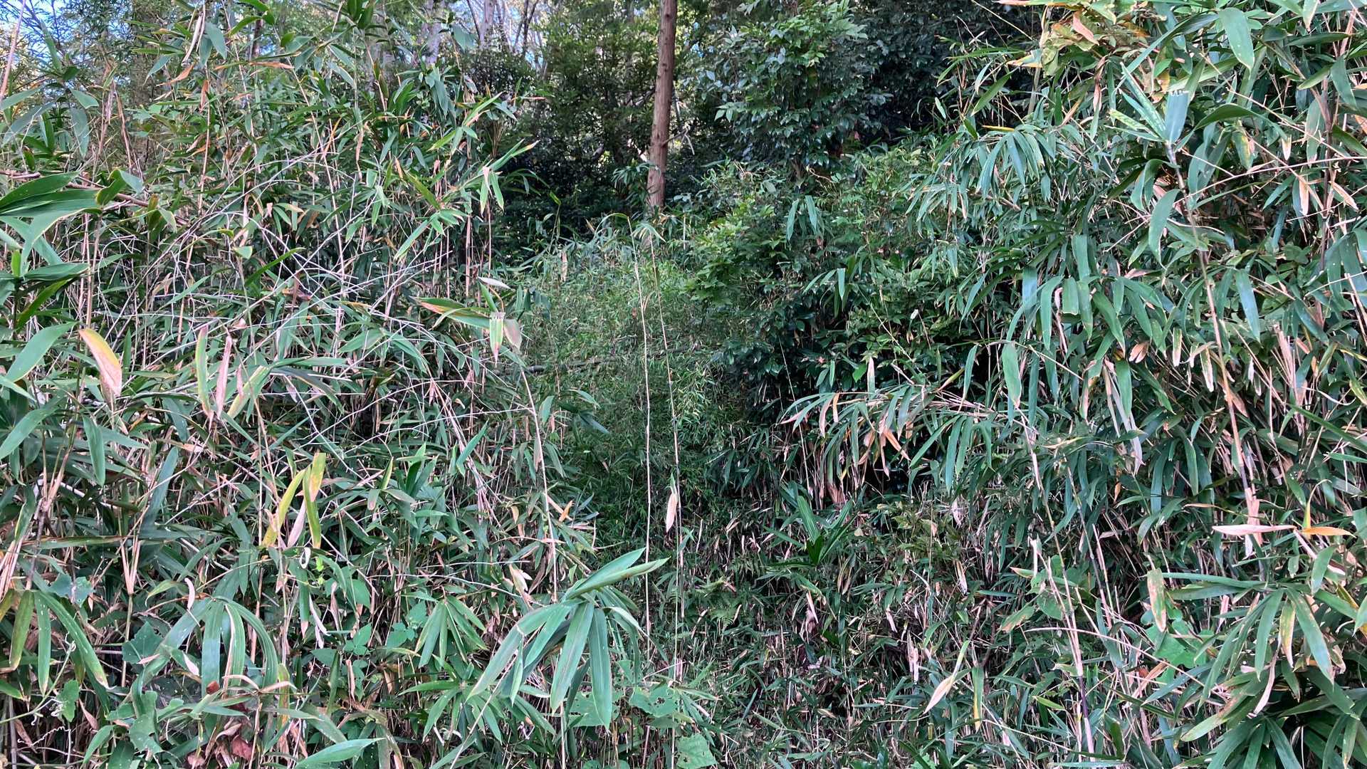 あ、これ無理だ。(笑)
草木が生い茂ってる上に普通に蜘蛛の巣見えてるし。
もう蜘蛛の巣嫌だし。

ここまで来ておいて普通にやめる。(笑)