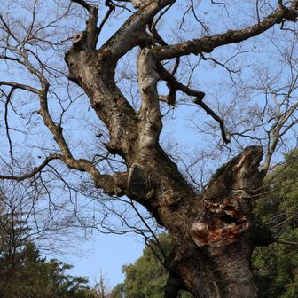 けやき樹齢700年みたいです