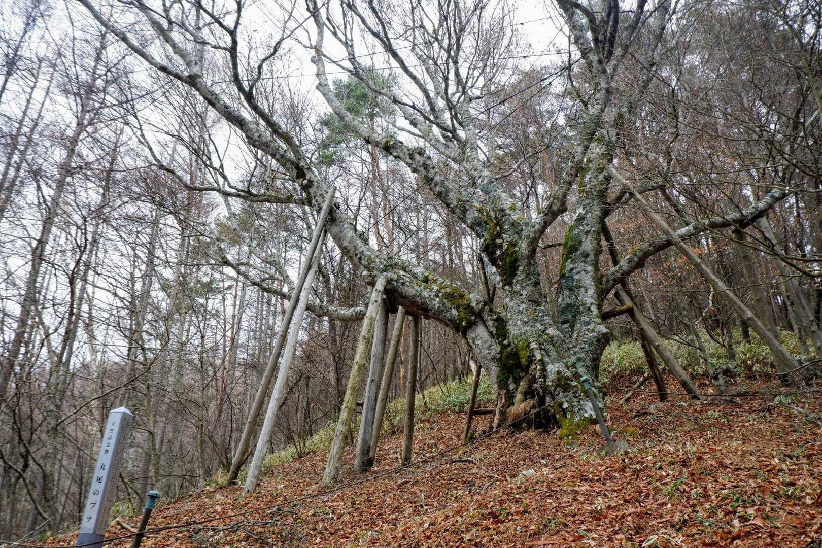 ブナの巨木